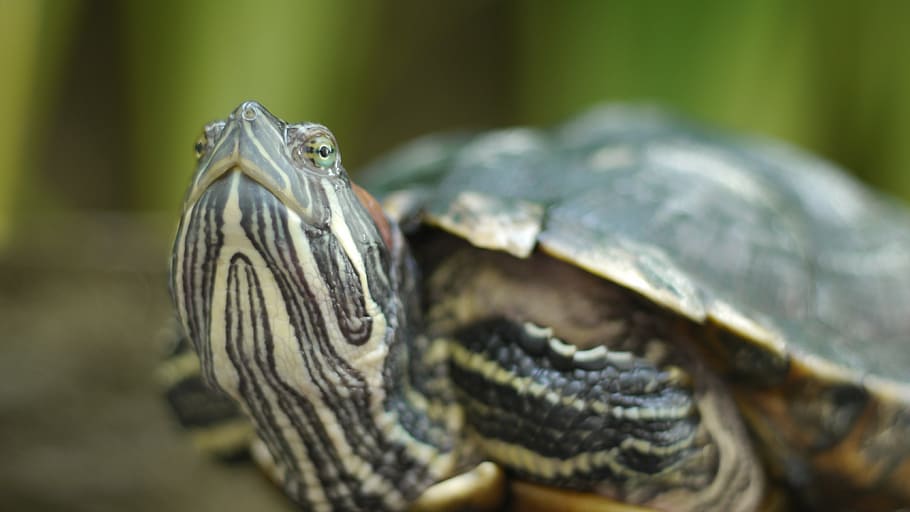 turtle, home, close up, animal themes, reptile, animal wildlife HD wallpaper