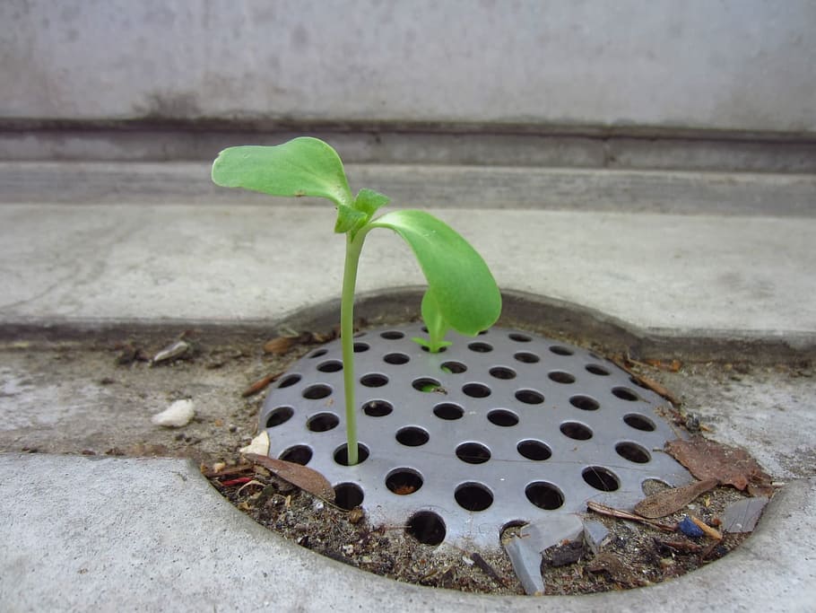 green seedling on drainage in close-up photogrpahy, Channel HD wallpaper