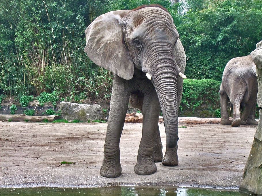 grey elephant calf standing near body of water during daytime HD wallpaper