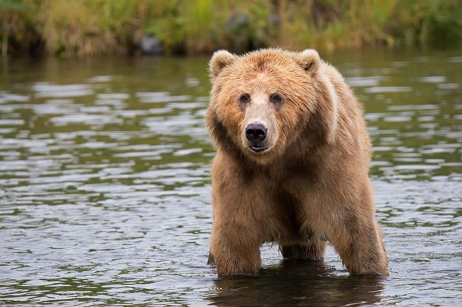 photo of brown grizzly bear, kodiak brown bear, adult, portrait, HD wallpaper