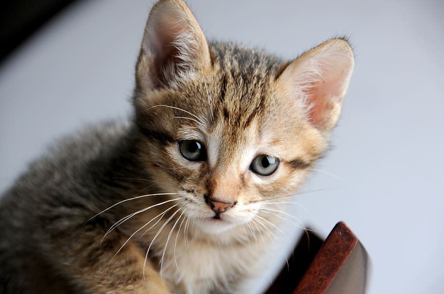 cat, small cat, curious, explore, domestic, feline, pets, animal themes HD wallpaper