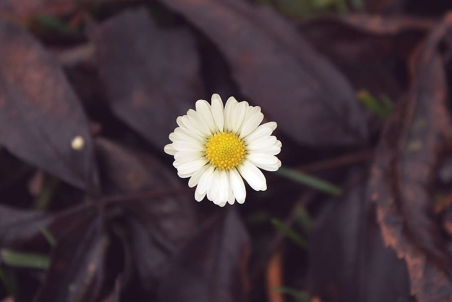 daisy, flower, plant, close, nature, white, blossom, bloom HD wallpaper