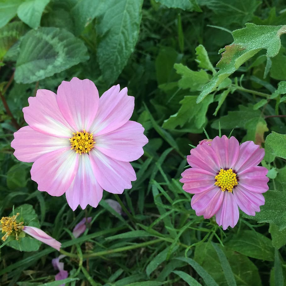 nature, flower, flora, summer, petal, flowering plant, freshness HD wallpaper