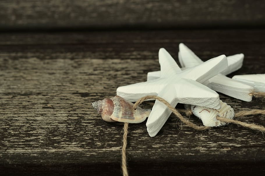starfish, shell, wood, maritime, decoration, rope, white, wooden structure HD wallpaper