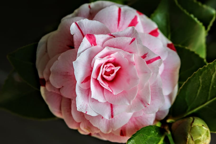 camelia, flower, nature, pink color, beauty in nature, plant HD wallpaper