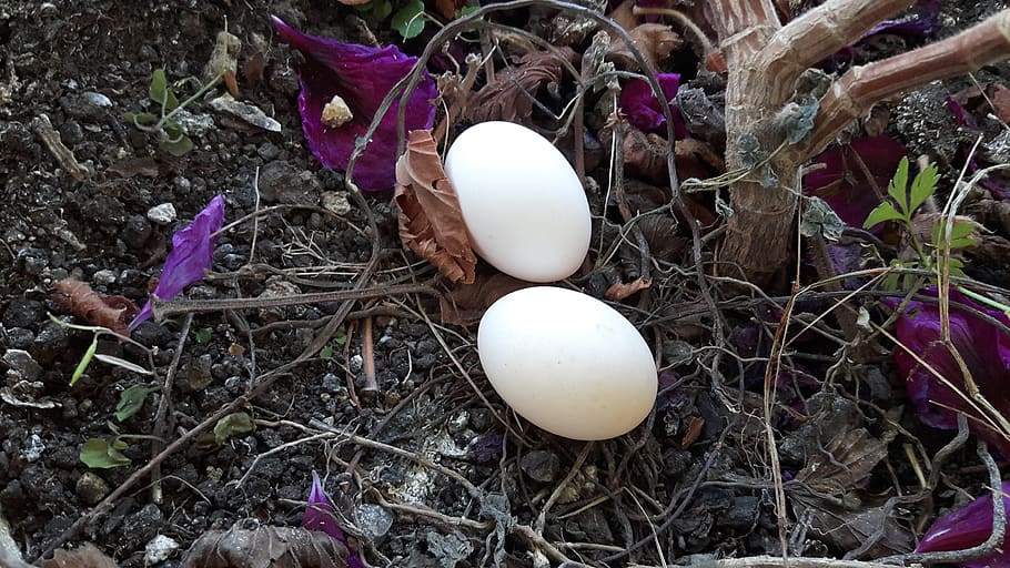 dove, egg, fragility, vulnerability, plant, nature, high angle view HD wallpaper