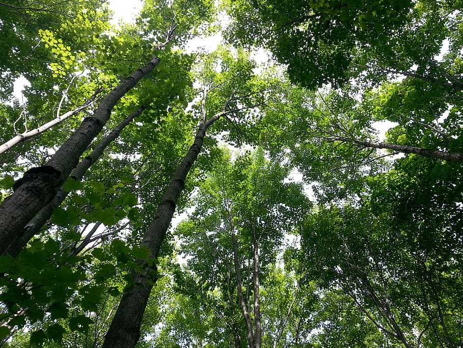 treetop, trees, forest, nature, summer, sky, plant, growth HD wallpaper