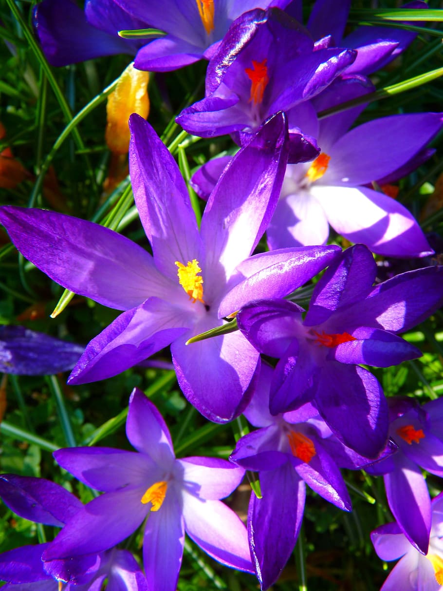 purple crane lily flower, crocus, spring, bühen, flowering plant HD wallpaper