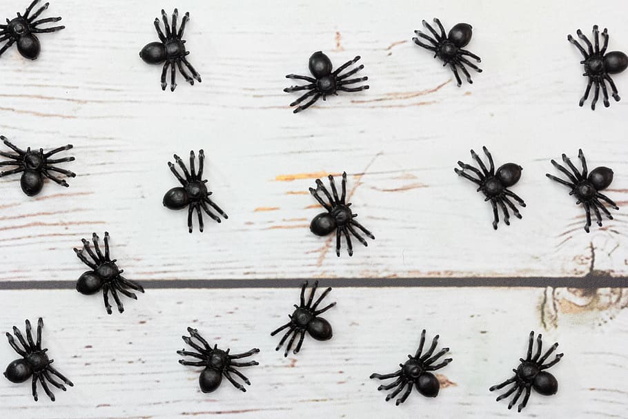 spiders, plastic, toy, black, plague, object, children, group of animals HD wallpaper