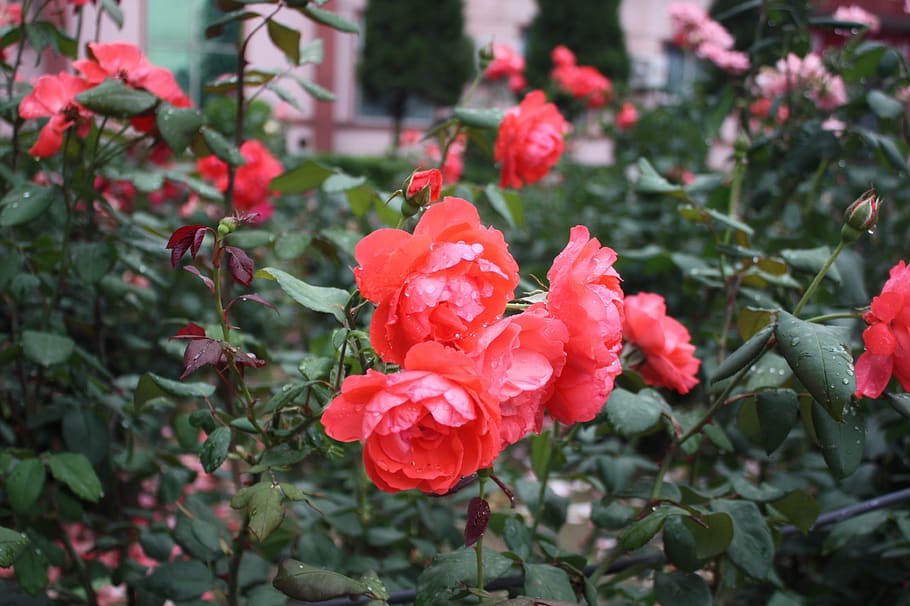 raindrops, dew, flowers, flowering plant, growth, beauty in nature HD wallpaper
