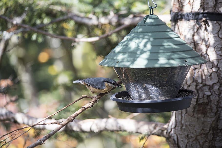 bird, aviary, nesting box, bird feeder, treehouse, great spotted woodpecker HD wallpaper