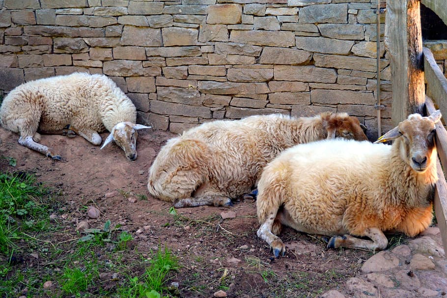 Sheep, Wool, Shearing, Herd Animal, shearing sheep, livestock, HD wallpaper