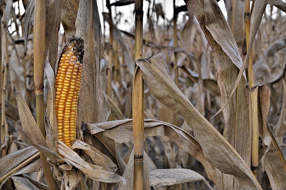corn field, corn ordinary, nature, eating, farm, straw, old corn, HD wallpaper
