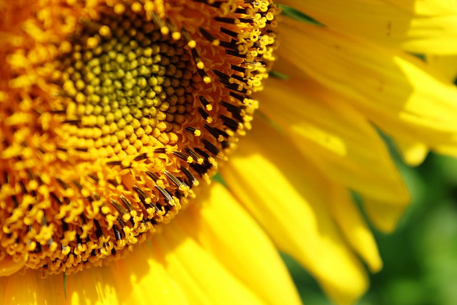 sun flower, yellow, blossom, bloom, nature, summer, plant, sunny HD wallpaper