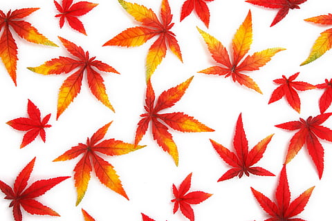 red, orange and yellow Kush leaves, abstract, autumn, background HD wallpaper