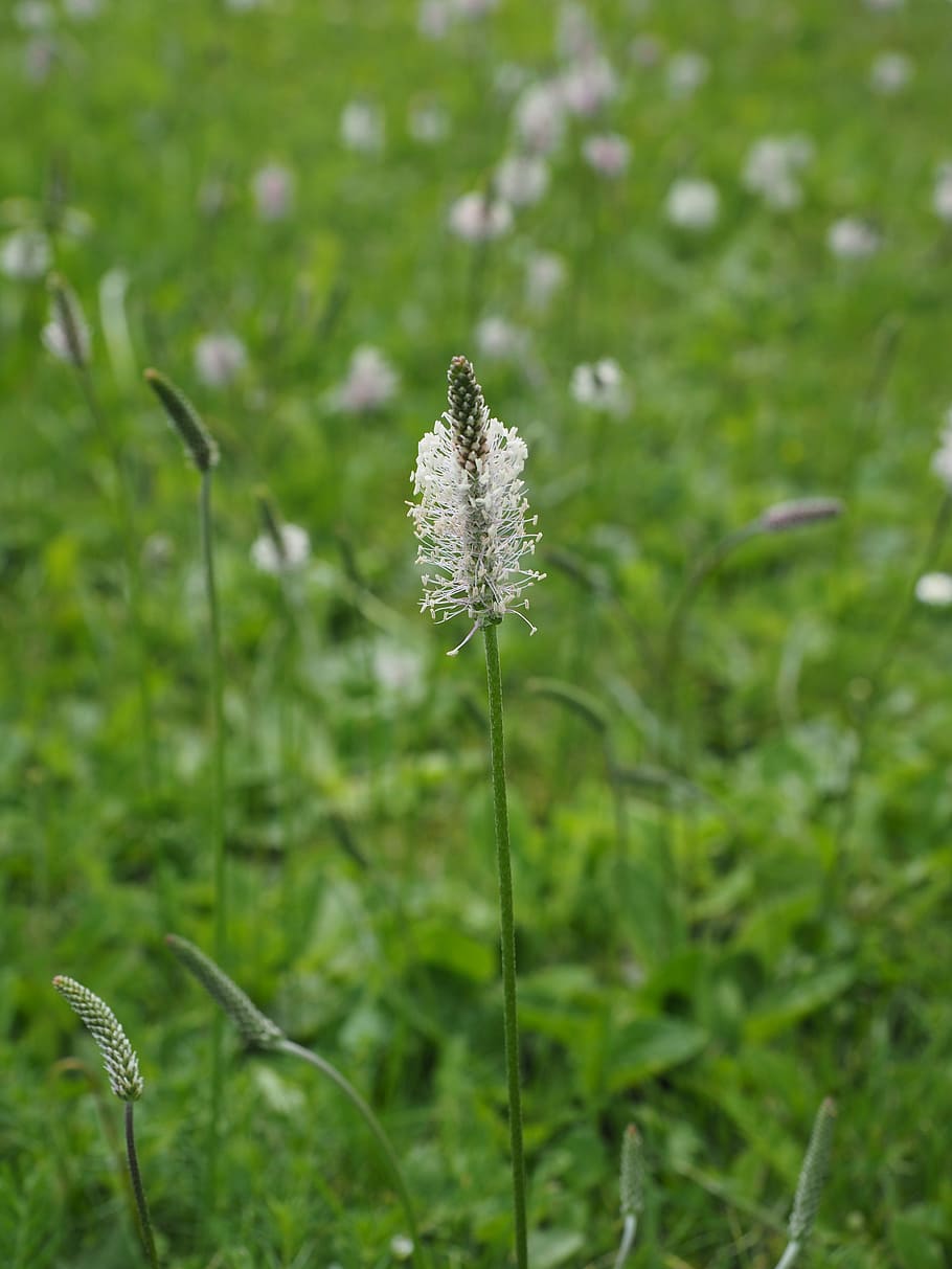 Hoary Plantain, Plantain, wild flower meadow, flowers, blossom