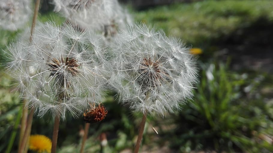grass, prato, green, dandelion, seeds, spring, flowers, nature HD wallpaper