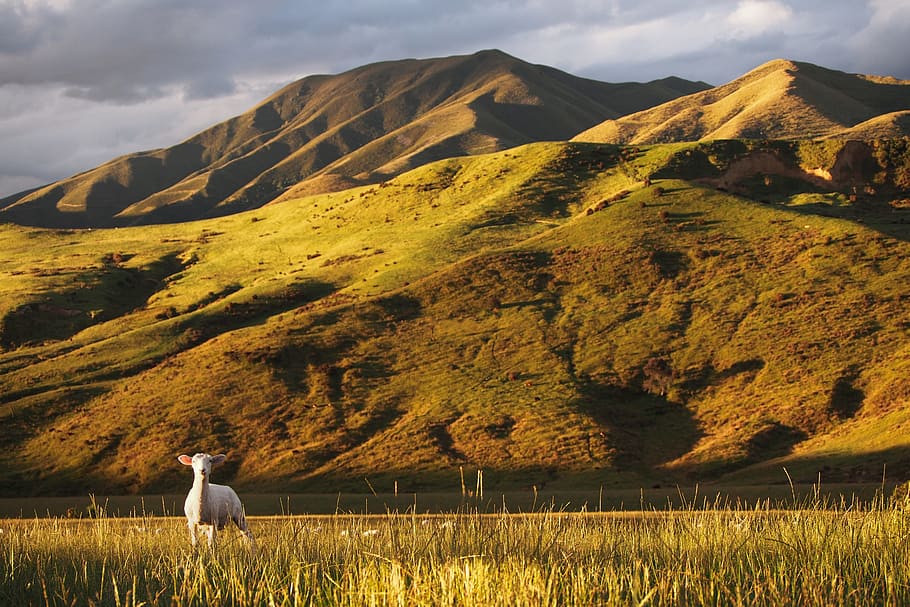 sheep, mountain, field, farm, farming, lamb, agriculture, livestock HD wallpaper