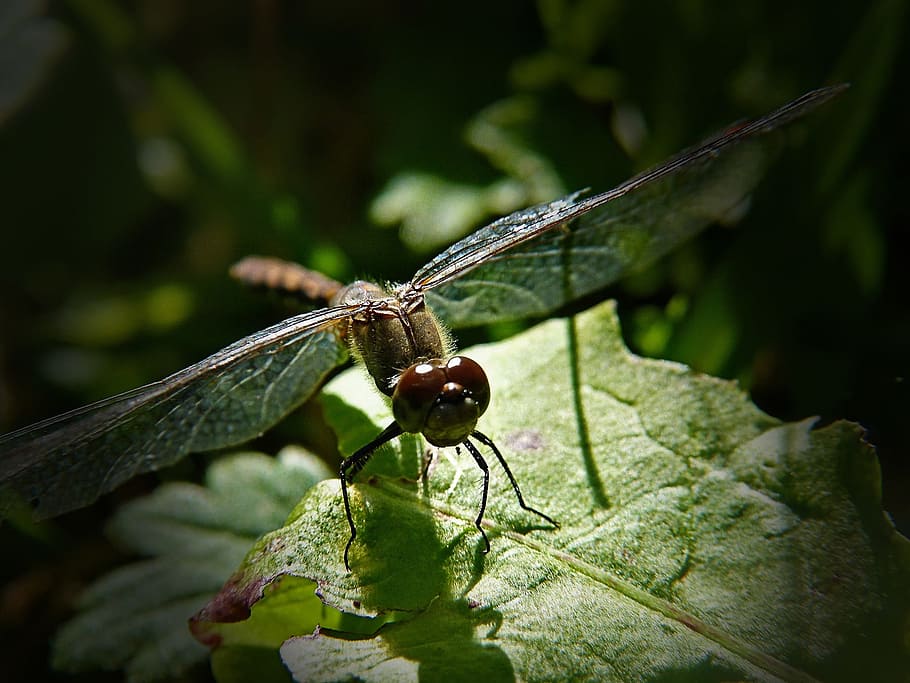 Dragonfly, Insect, Close-Up, Nature, macro, meadow, animal HD wallpaper