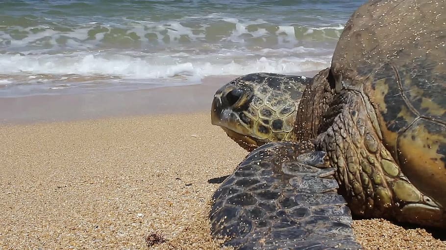 wildlife photography of brown turtle towards ocean, hawaii, sea