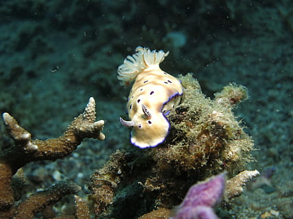 underwater photography of beige sea creature, nudibranch, diving HD wallpaper