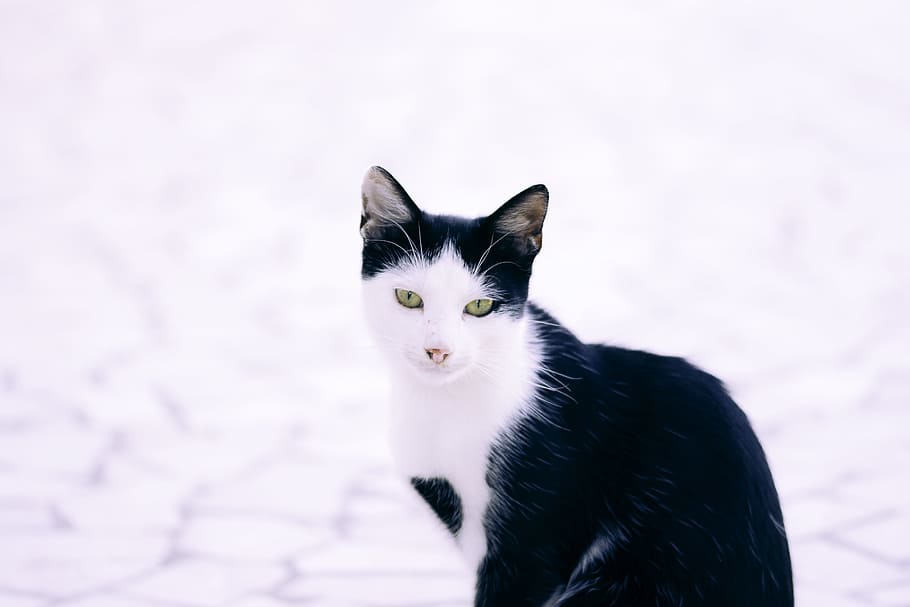 cat, black, white, sad, domestic, pets, domestic animals, domestic cat HD wallpaper