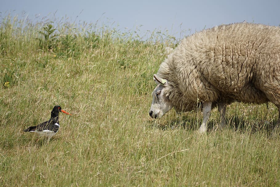 Sheep, Oystercatcher, Bird, Wool, concerns, grass, chill out HD wallpaper