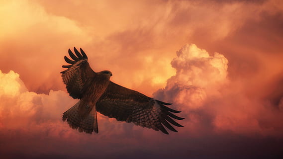 photo of brown bird under clouds during noontime, sunset, big hawk HD wallpaper