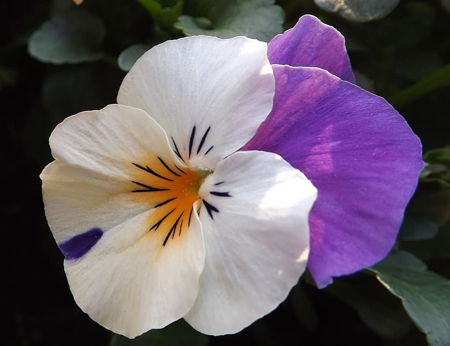 viola, spring, flower, flowering plant, petal, freshness, fragility HD wallpaper