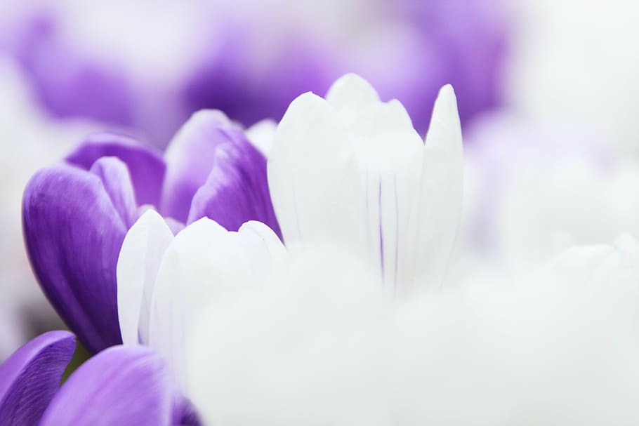 white and purple flowers, background, crocus, garden, macro HD wallpaper