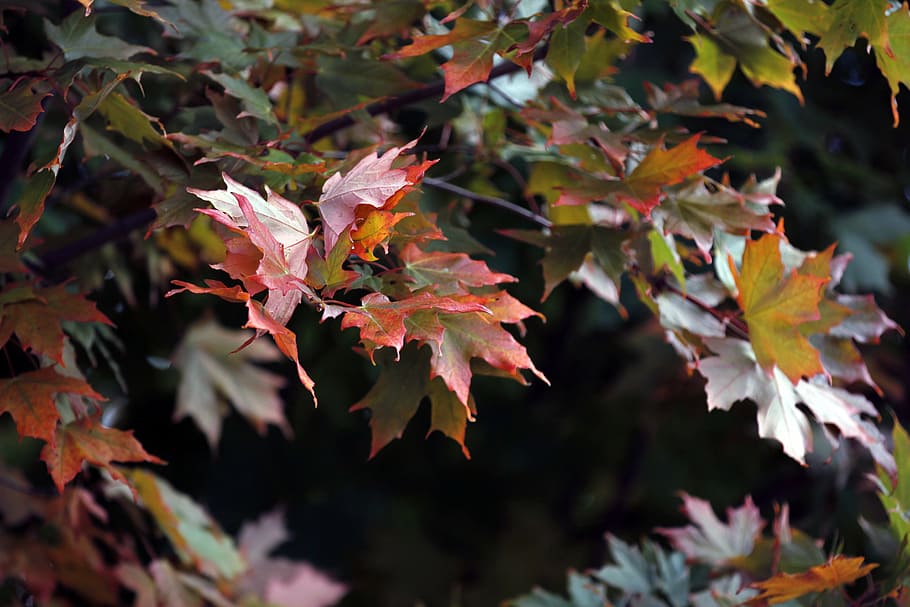maple, leaf, red, nature, maple leaf, autumn, fall, season, HD wallpaper