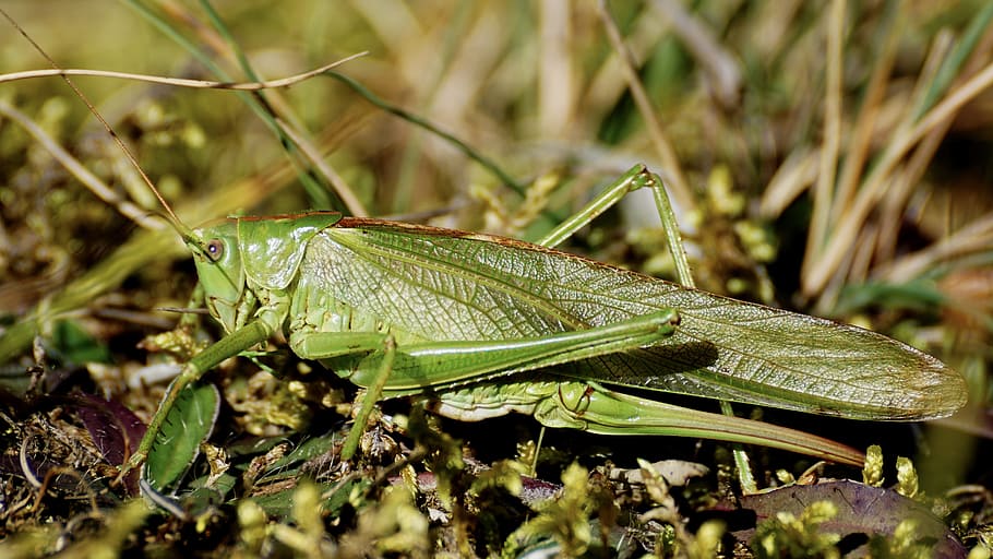green hopper in selective focus photography, grasshopper, insect HD wallpaper