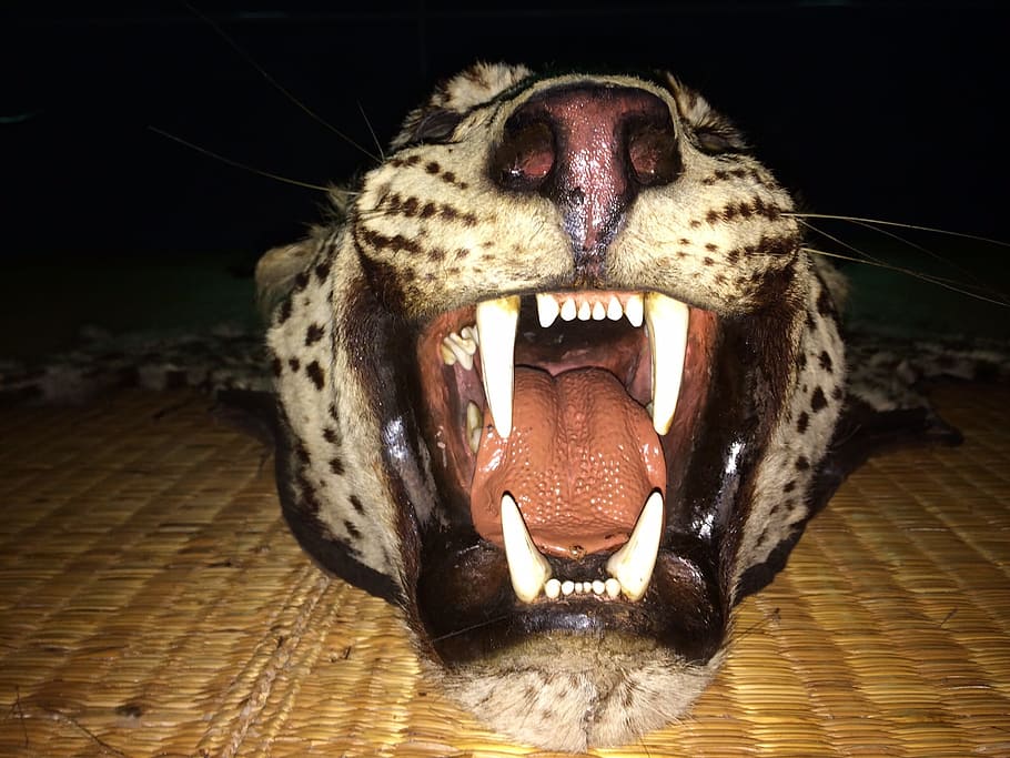 Leopard, Roaring, Teeth, Fang, Cat, carpet, rug, animal, wildlife HD wallpaper