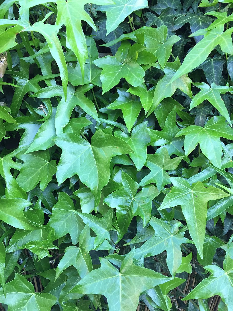 leaf, green, ivy, nature, plant, green Color, plant part, full frame HD wallpaper