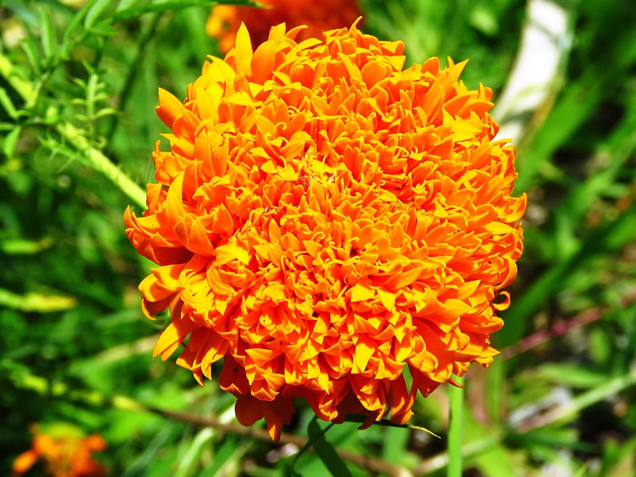 yellow, flower, fresh, flowering plant, fragility, vulnerability HD wallpaper