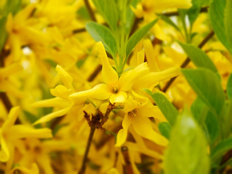 Forsythia, Bush, Yellow, Spring, ornamental shrub, bloom, plant HD wallpaper