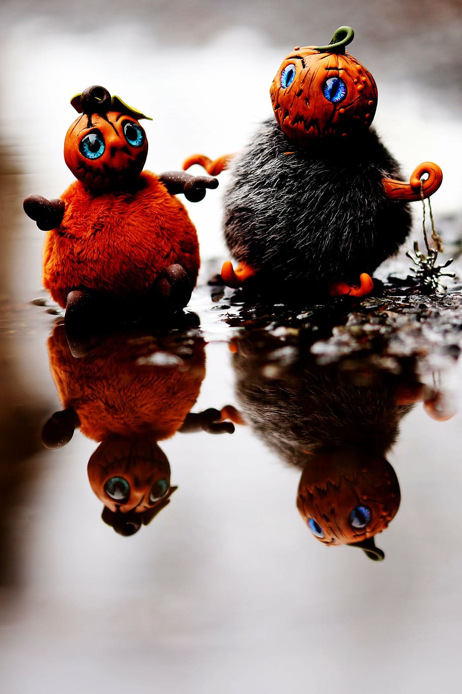 pumpkin, autumn, fall, halloween, animal, animal themes, group of animals HD wallpaper