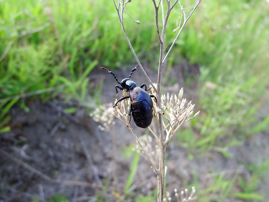 beetle, insect, grass, stem, flying insect, summer, tipster HD wallpaper