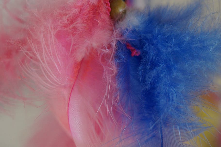 feather, color, colored, tender, fine, colorful, close, macro HD wallpaper