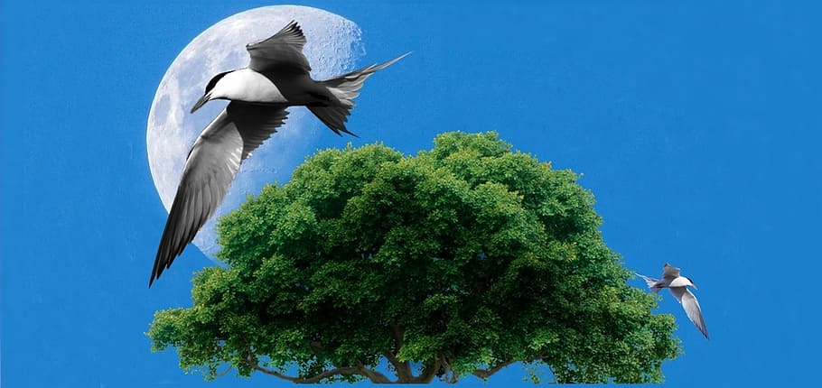 ceu, bird, moon, flying, blue sky, seagull, day, nature, plant HD wallpaper