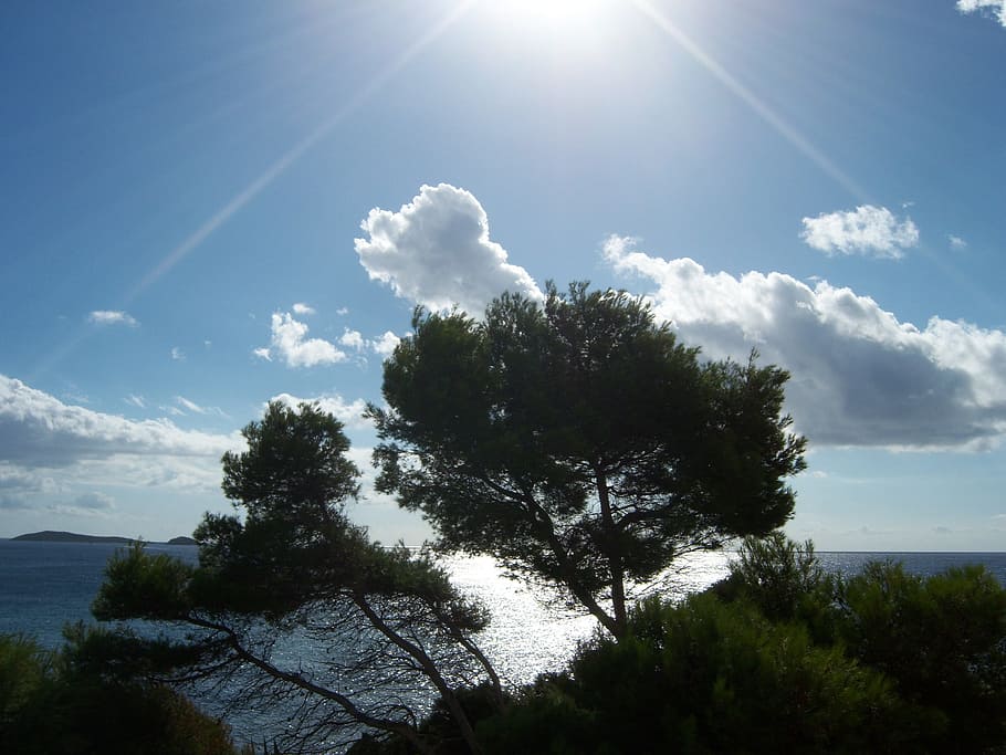 sun, sky, trees, plant, sunlight, cloud - sky, water, beauty in nature HD wallpaper