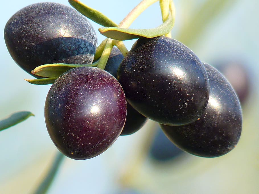 round purple fruits, olives, olive tree, oelfrucht, olive branch HD wallpaper