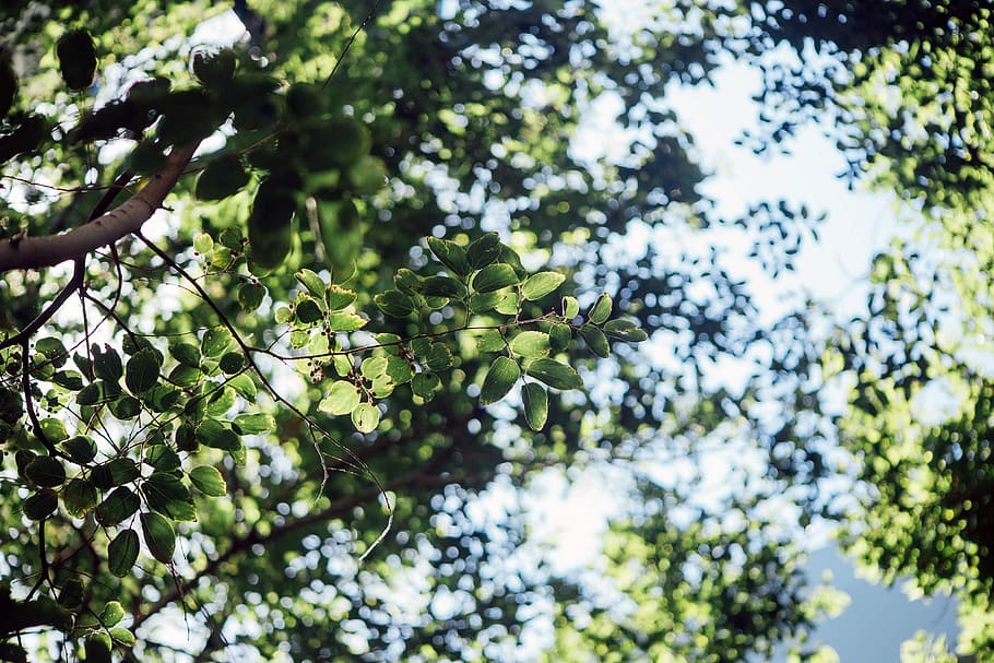 green leafed trees, green leaf trees under sunny day, branch HD wallpaper