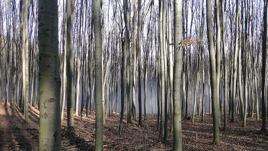 nature, trees, beech mountain, winter, forest, mystic, trunk HD wallpaper