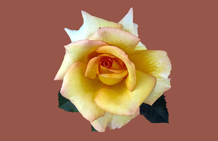 yellow flower, noble rose la perla, rosengarten bad kissingen, HD wallpaper