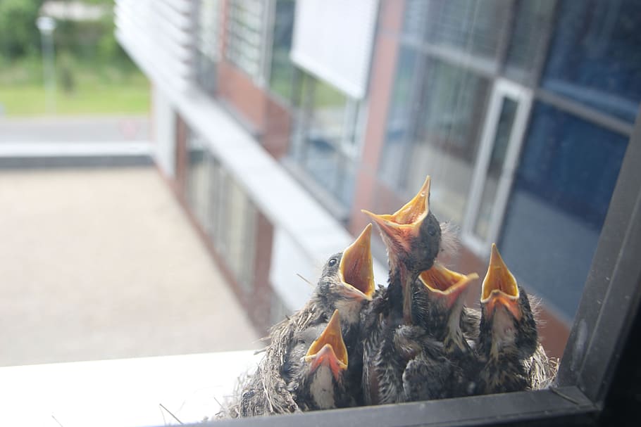 bird, cub, nest, risers, feeding, nestling, architecture, building exterior HD wallpaper