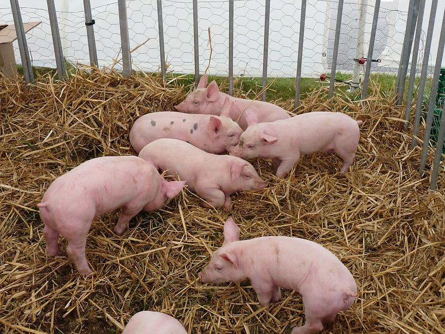 pig, breeding, animals, group of animals, animal themes, livestock HD wallpaper