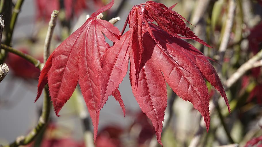 leaf, fall, nature, season, close-up, beauty in nature, plant HD wallpaper