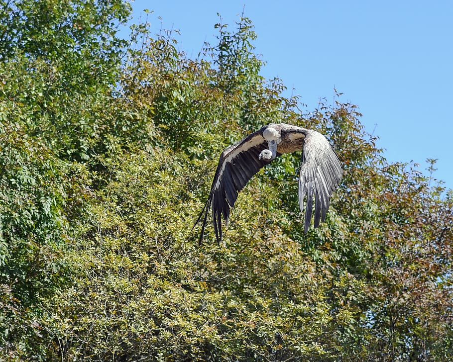 vulture, fly, raptor, bird, scavenger, griffon vulture, animal HD wallpaper