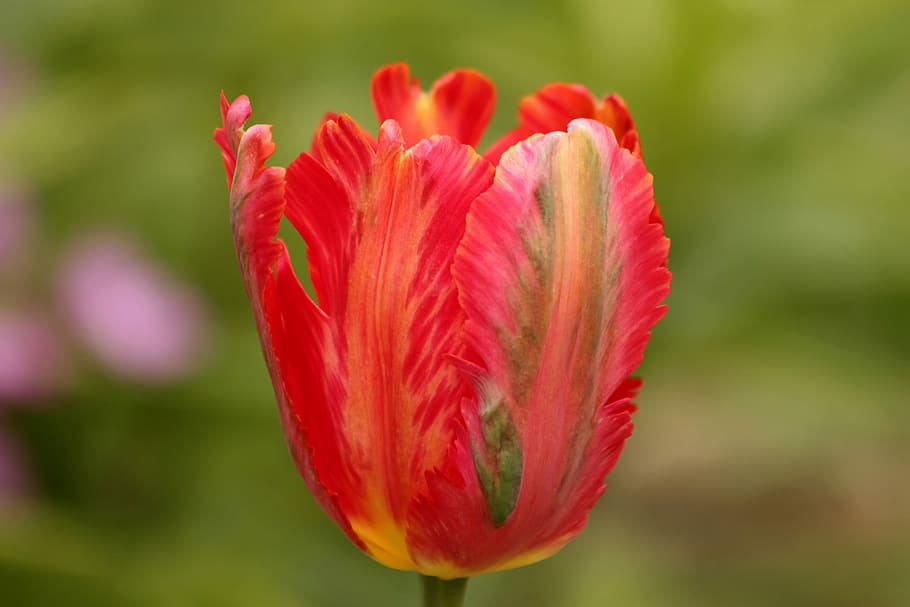 tulip, red tulip, flower, spring, beauty, nature, bright, spring flowers HD wallpaper